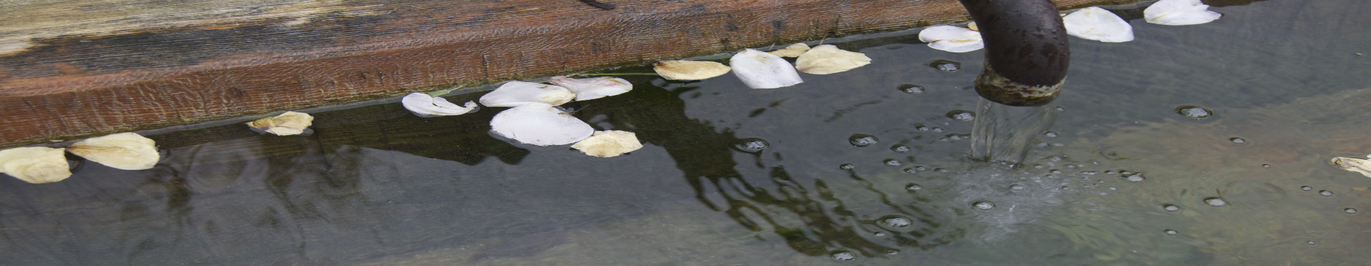 Massage Session , curtesy of J. Scholte.